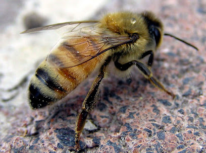 Золотая пчела
