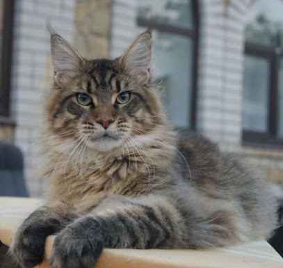 Питомник кошек породы Мейн Кун "Краса Кубани"