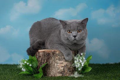 Арлетта Бритиш, питомник британских кошек