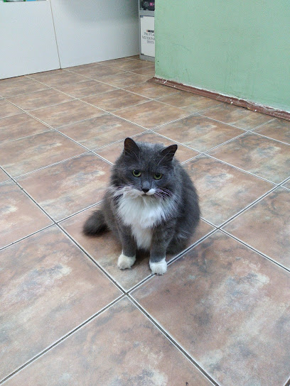 Ветеринарная клиника "Серый кот"