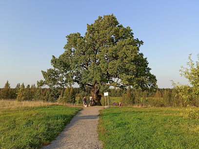 Памятник природы «Ириновский дуб»