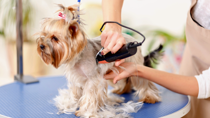 Pet Grooming Services in Milan. Grooming of dogs and cats.