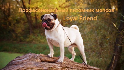 Питомник мопсов "Loyal Friend"