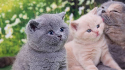 Британские котята из питомника Gala-cat.ru
