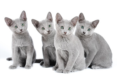 Питомник русских голубых кошек Perfect Cat