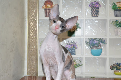 Питомник кошек породы Корниш- Рекс