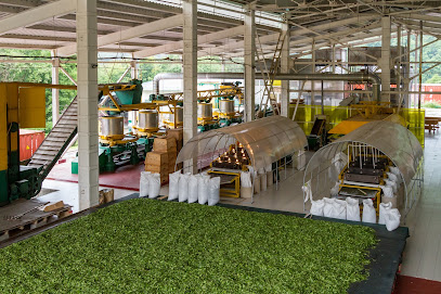 Мацестинская чайная фабрика