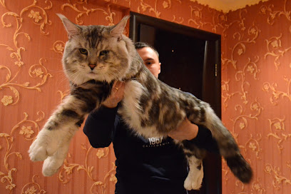 Питомник кошек Мейн Кун Magic Lynx
