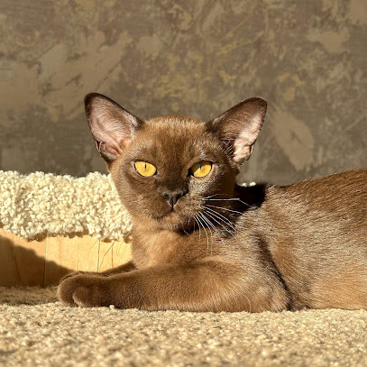 Питомник бурманских кошек Felicific