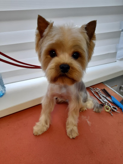 Зоосалон "Дэнди"