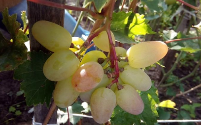 Саженцы винограда - Виноградный питомник Астапенко
