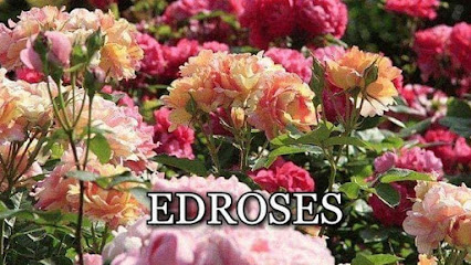 EDROSES- саженцы роз и малины