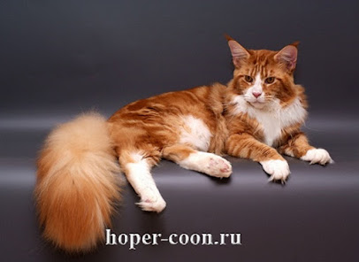 Питомник кошек Hoper Coon*RU