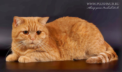 Питомник британских кошек "ПлюшМур"