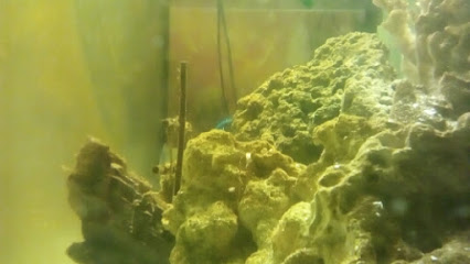 Чистка аквариумов