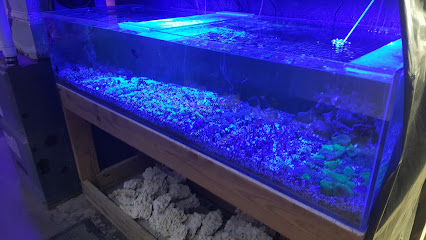 Tropicorium Mini-Reef