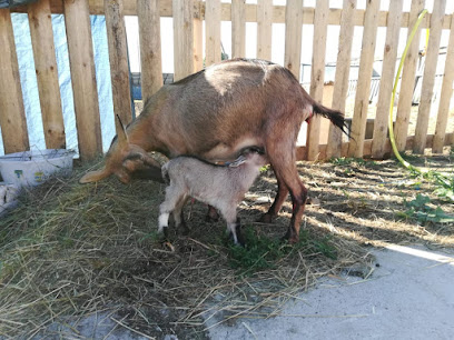Крестьянское фермерское хозяйство Козельские козы