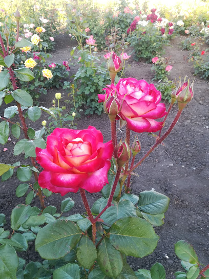 Саженцы розы хвойные декоративные растения